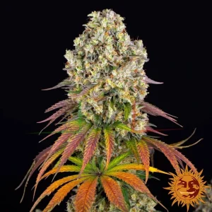 SOUR DIESEL