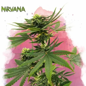 SOUR DIESEL