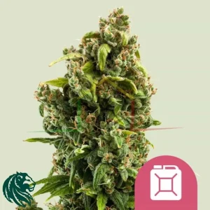 SOUR DIESEL