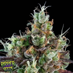 SOUR RIPPER AUTO