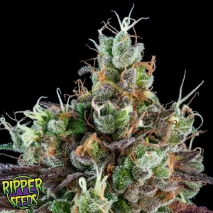 SOUR RIPPER