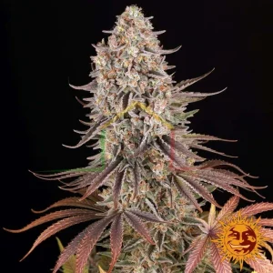 SOUR STRAWBERRY