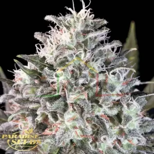 SPACE COOKIES