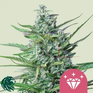 SPECIAL KUSH #1