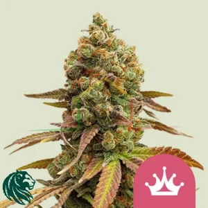 SPECIAL QUEEN #1