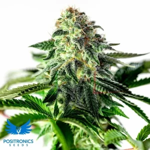STICKY DREAM AUTO