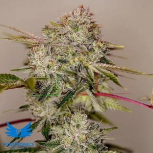 STICKY DREAM