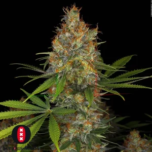STRAWBERRY AK