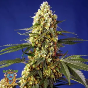 STRAWBERRY BANANA GELATO XL AUTO