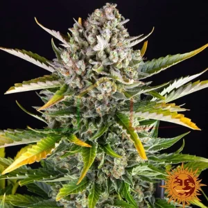 STRAWBERRY CHEESECAKE AUTO
