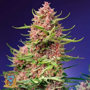 STRAWBERRY COLA SHERBET F1 FAST VERSION