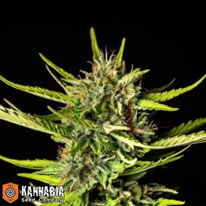 STRAWBERRY HAZE AUTO