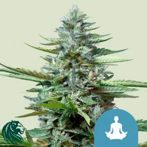 STRESS KILLER AUTOMATIC CBD