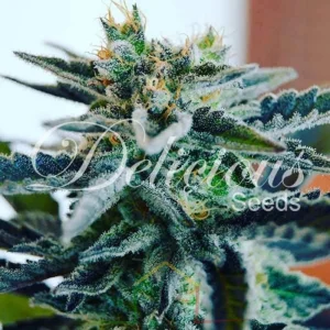 SUGAR BLACK ROSE