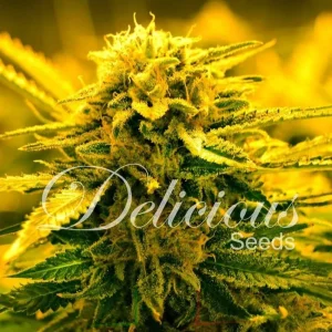 SUGAR BLACK ROSE AUTO