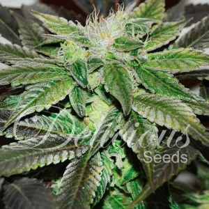SUGAR CANDY