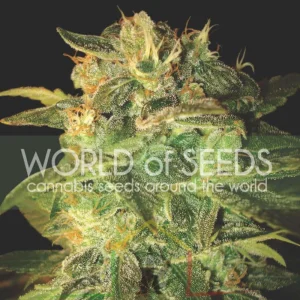 SUGAR MANGO RYDER AUTO