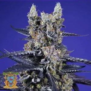SUPER BOOF XL AUTO