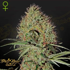 SUPER BUD AUTO