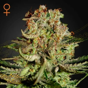 SUPER BUD