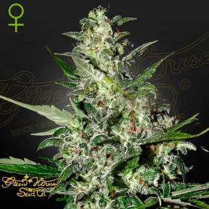 SUPER CRITICAL AUTO