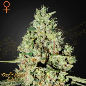 SUPER CRITICAL