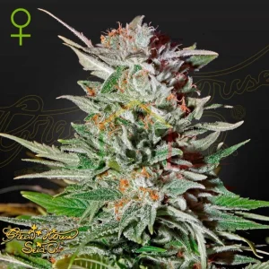 SUPER LEMON HAZE AUTO CBD