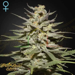SUPER LEMON HAZE CBD