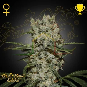 SUPER LEMON HAZE