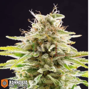 SUPER OG KUSH