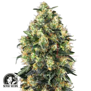 SUPER SKUNK AUTO