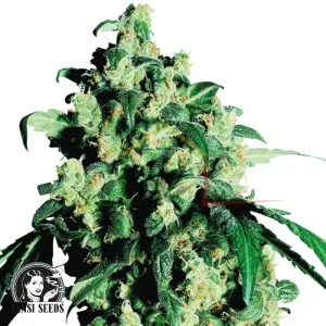 SUPER SKUNK REGULAR