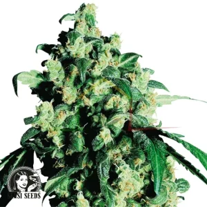 SUPER SKUNK
