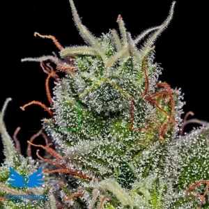 SUPER CHEESE AUTO