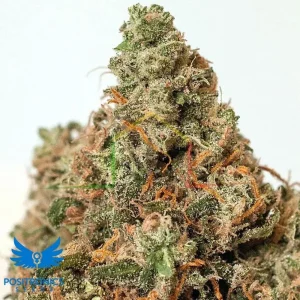 SUPERCHEESE