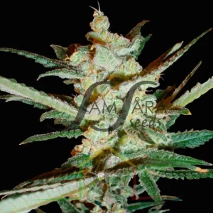 SUPERSONIC CRISTAL STORM AUTO