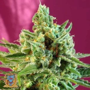 S.A.D SWEET AFGHANI DELICIOUS CBD