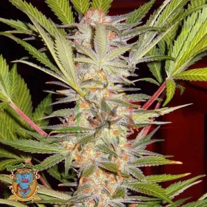 S.A.D. S.1 – SWEET AFGANI DELICIOUS