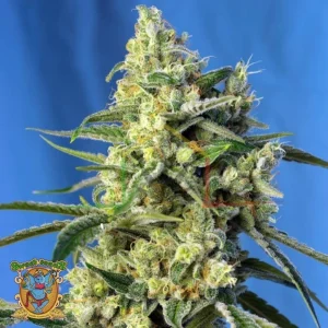 SWEET AMNESIA HAZE