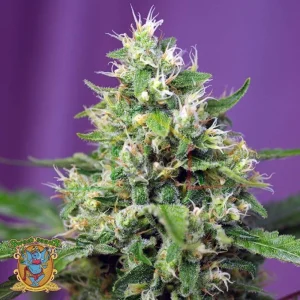 SWEET AMNESIA HAZE XL AUTO