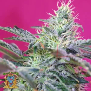SWEET CHEESE AUTO