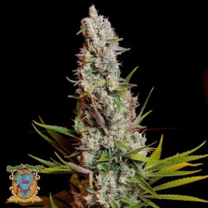 SWEET CHEESE