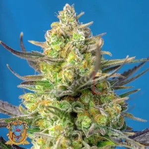 SWEET CHEESE XL AUTO