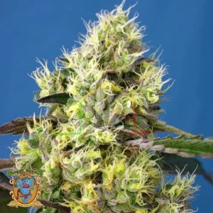 SWEET GELATO AUTO