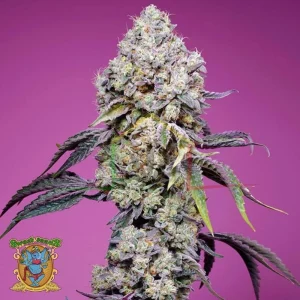 SWEET MANDARINE ZKITTLEZ F1 FAST VERSION