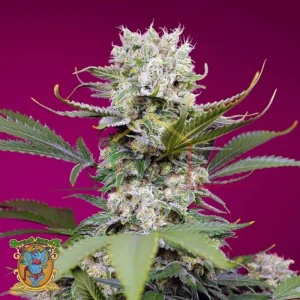 SWEET MANDARINE ZKITTLEZ XL AUTO
