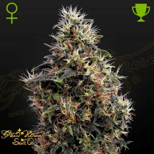 SWEET MANGO AUTO