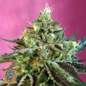 SWEET NURSE AUTO CBD