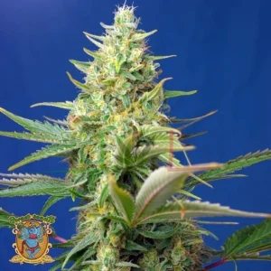 SWEET PURE AUTO CBD