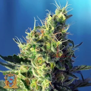 SWEET PURE CBD